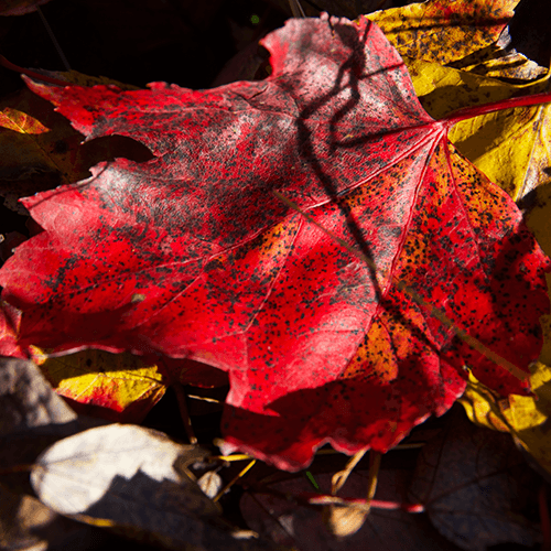 red leaf on the ground, covered with small black spots