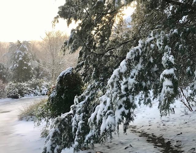 load of snow on evergreens. Photo: Cathy Caldwell, pMG