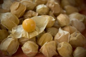 ground cherries; they look like tomatillos but are smaller and orange