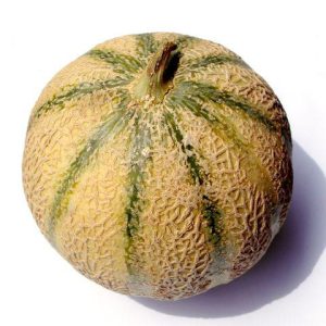 charentais melon