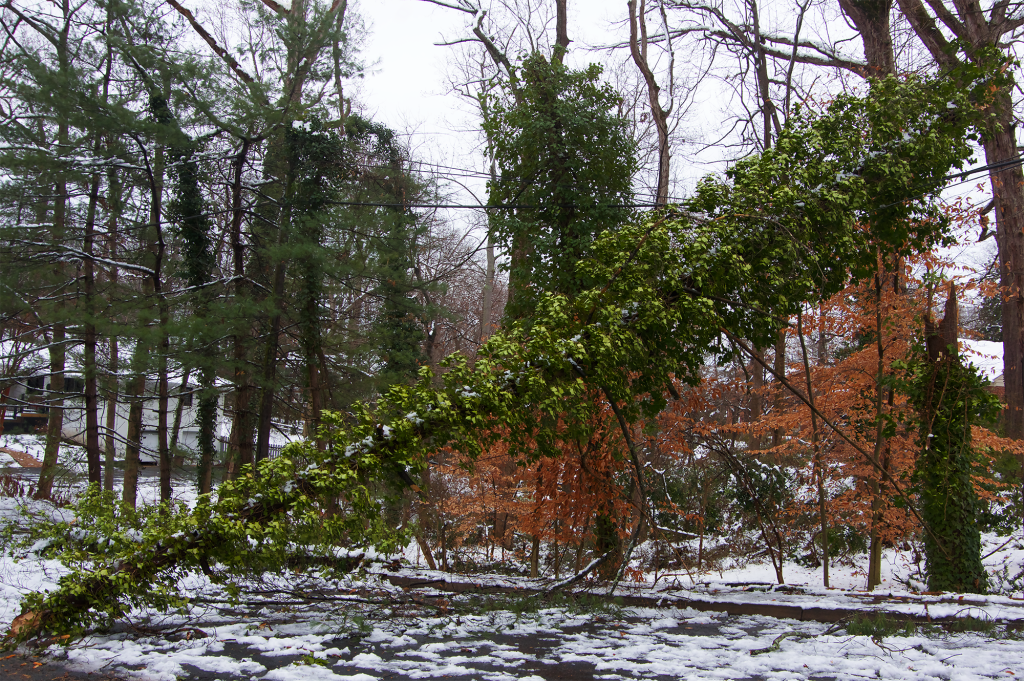 ivy-covered tree broken in half during an ice storm