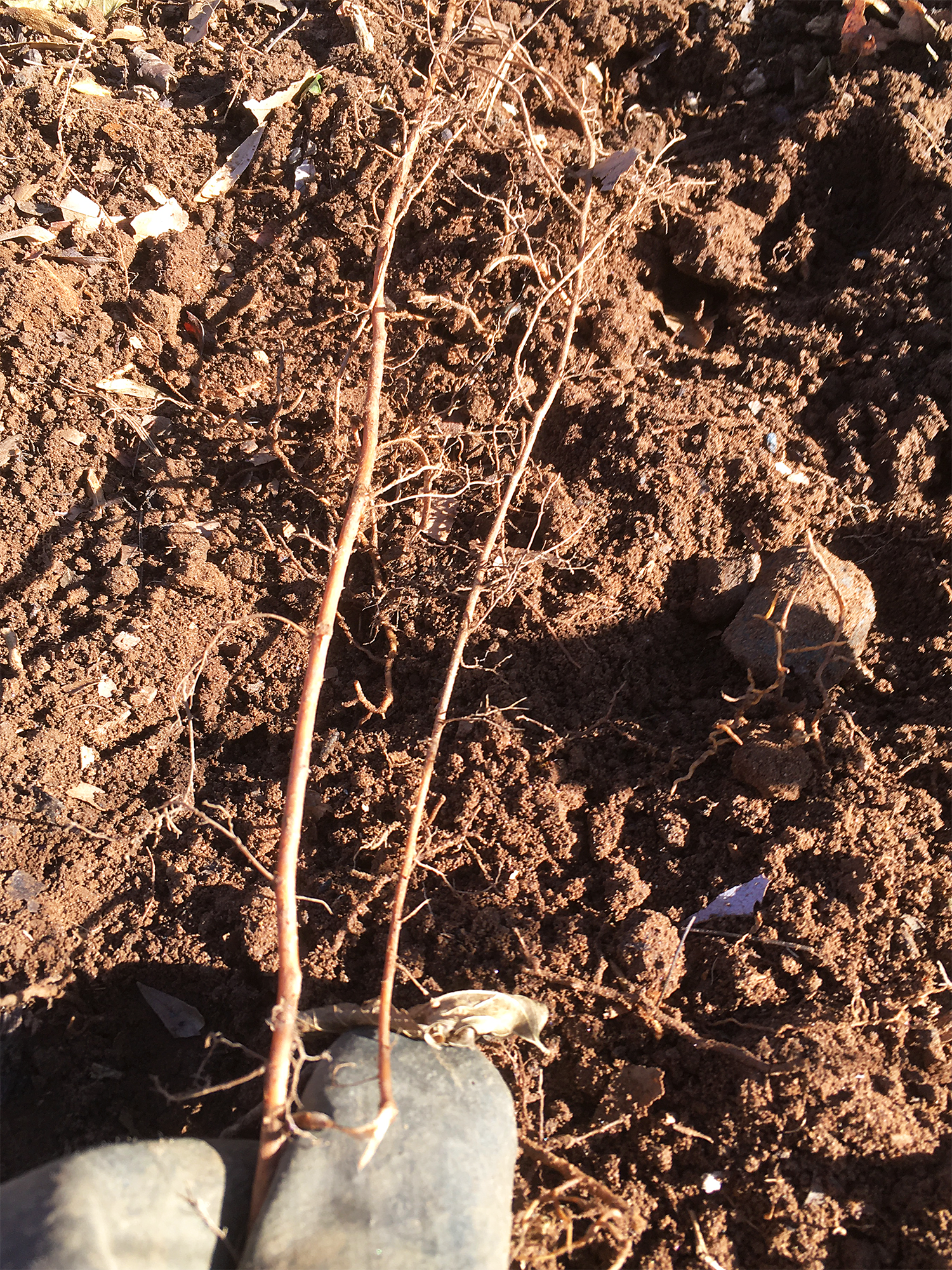 ends of roots pulled out of the ground