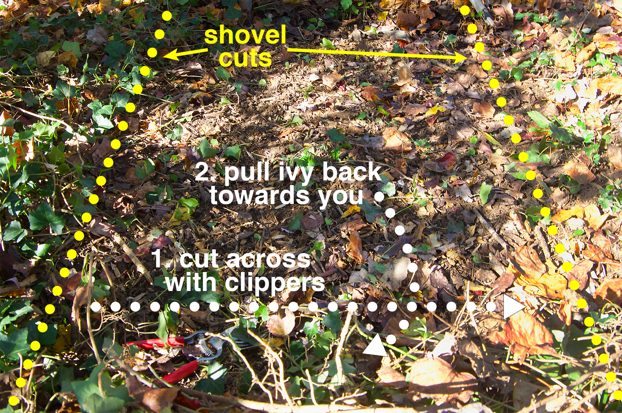 After cutting with shovel, cut perpendicular with the clippers at soil level, then pull the cut ivy towards you. Work backwards to clear the strip.