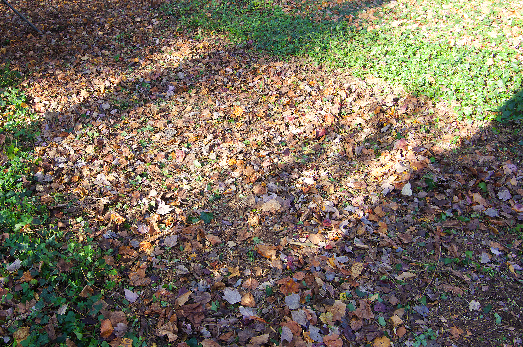 Area cleared on the first day