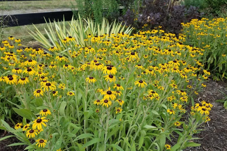 Photo by Pat Chadwick