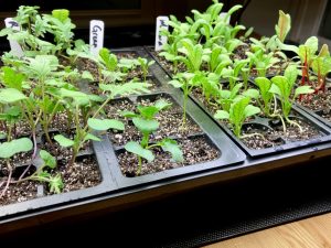 seedlings in trays, on a heating mat under artificial lighting