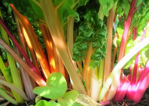 photo of several Swiss chard stalks, each with a different color: white, yellow, red, pink