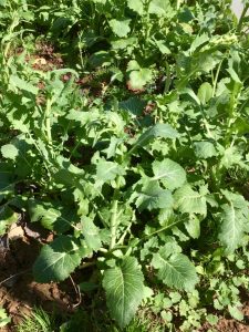 broccoli raab plants in the garden