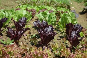 picture of lettuce plants growing in rows