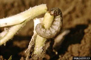 cutworm larva chewing off a stem at the base