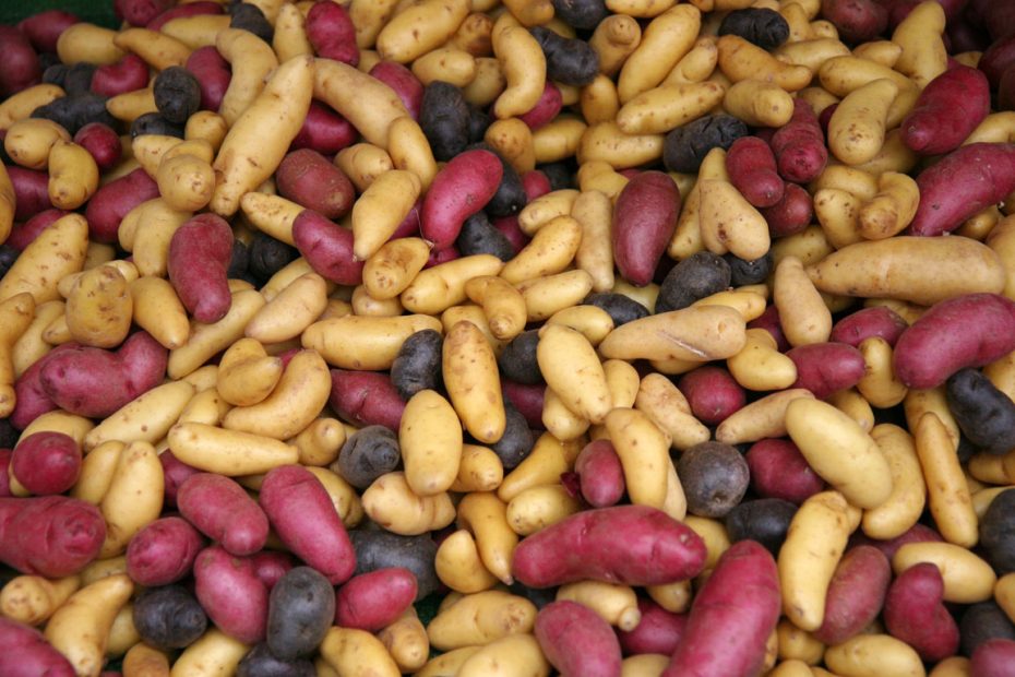 Red, blue, and yellow fingerling potatoesd
