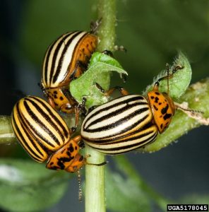 Three Colorado potato beetles on a plant