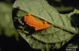 A cluster of orange Colorado Potato Beetle eggs on the underside of a leaf