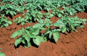 potato plants sticking out of mounded-up soil