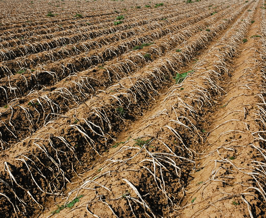 rows of potato plants that have died off, ready for harvest