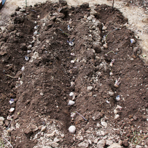 seed potatoes planted in furrows