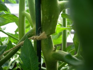 Tomato plant tied tightly to a stake with twine. The twine is now cutting into the stalk.
