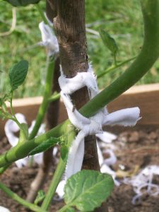 tomato stalk tied to a stake: first the strip of fabric is tied around the post, then in a loop around the plant