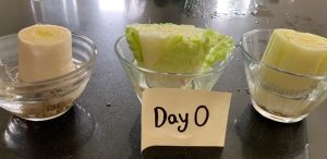 Day 0- Cut vegetable piece in bowl