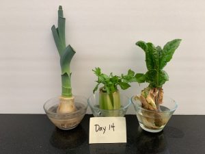 Day 14 plant growth