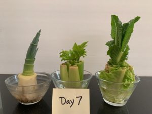 Day 7- vegetable pieces in bowls.