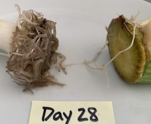 Day 28 root growth