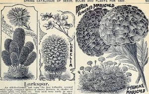 No known copyright restrictions as per Flickr.