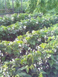 several rows of bush beans in a garden