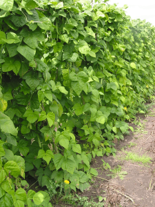 A line of green "pole bean" vines stretching down a row