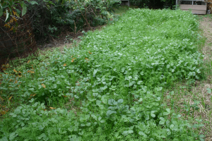 a patch in a home garden covered with a bright green cover crop