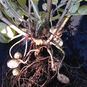 harvested peanut plant, showing roots, developing peanuts, stems and leaves
