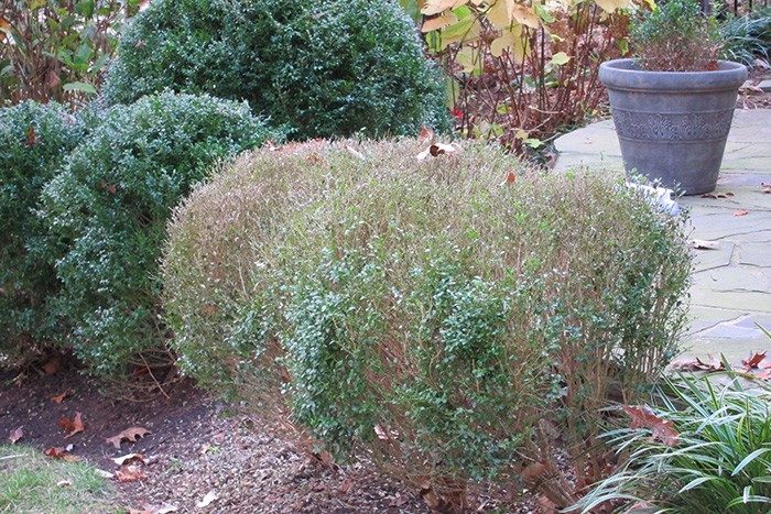 a defoliated boxwood suffering from blight, next to boxwoods with their leaves still present