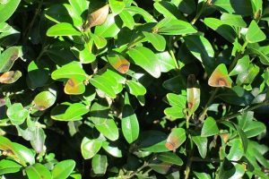 leaves of a boxwood affected by blight, with tan spots surrounded by a dark border