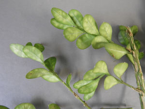 leaves affected by boxwood leafminers, showing raised light spots containing the larvae