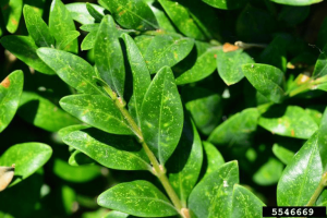 boxwood mite stipples: tiny light dots and scars on green leaves
