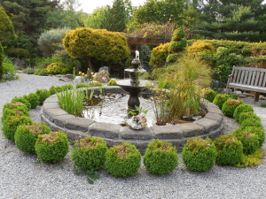 a ring of boxwoods around a fountain, showing signs of cold/winter damage: dying foliage at the top of the bushes