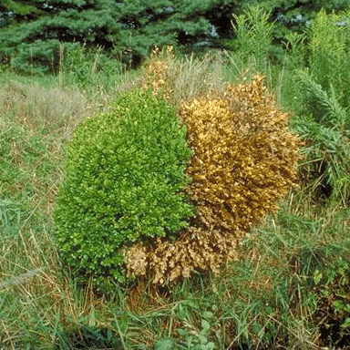 a boxwood with advanced root disease, manifesting as death of a large section of the plant. Leaves remain attached.