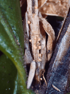closeup of volutella fruiting bodies, which appear as small pink masses