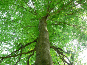 photo of an American beech taken from below. The large trunk is gray, with smooth bark, and the canopy overhead is green.