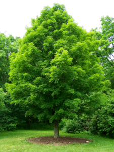 Photo of a sugar maple tree in the summer, with green foliage