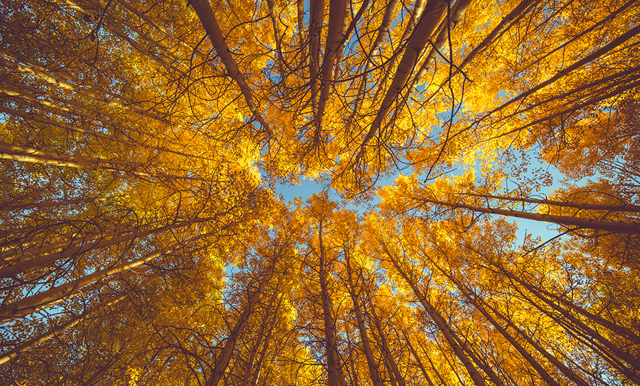 looking upwards at tree trunks extended towards the blue sky with yellow leaves on top.