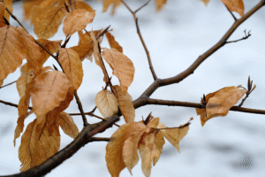 yellow-brown winter beech leaves on a branch, with snow in the background