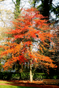 Photo of a black gum / black tupelo tree in the autumn. The leaves are bright red