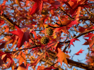 Photo of bright red sweetgum leaves with a few spiky, spherical seed pods, against a blue sky
