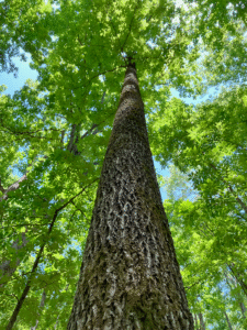 photo of a tulip poplar taken from below. The trunk is very straight and doesn't have any branches until quite high up. The leaves are green, and blue sky peeks through between the leaves