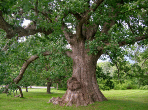 Photo of a white oak tree on a grassy lawn. The trunk is extremely thick and the lower branches, also thick, droop down and touch the ground