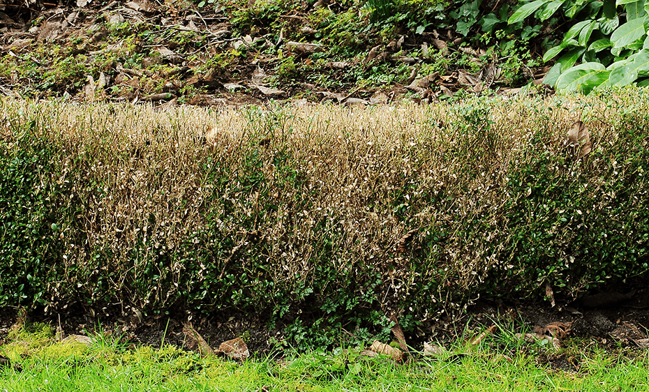 a boxwood hedge, suffering from blight. Most of the leaves have fallen off.