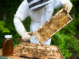 photo courtesy of Central VA Beekeepers Assoc.
