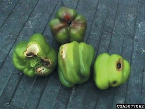 Four green bell peppers on a gray wood table. The peppers have brown rotten spots on their bottoms or shoulders.