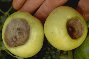Two green tomatoes with round, sunken gray-brown discoloration at their blossom ends.